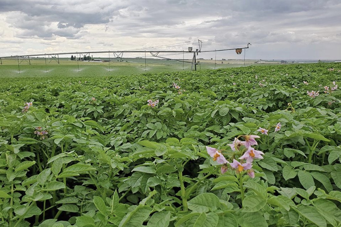 A mature, flowering potato crop whose canopy has fully closed over the inter-row tracks, leaving no open wheel path for a low cart to drive through.