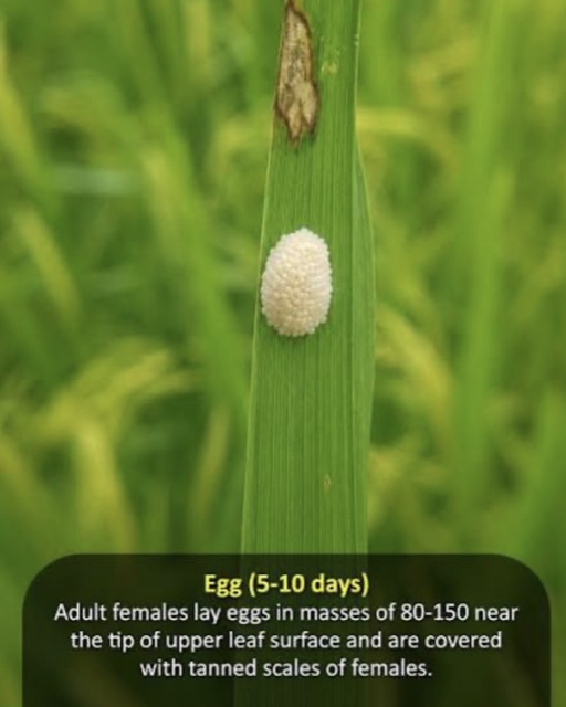 A yellow stem borer egg mass on the tip of a rice leaf — an example laser target in a flooded rice paddy, an environment hostile to ground carts.